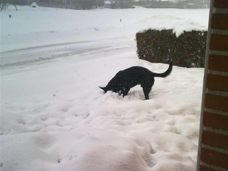 Labrador retriever Basse - Søger efter musen i sneen... Hmm den er svær at finde. billede 11