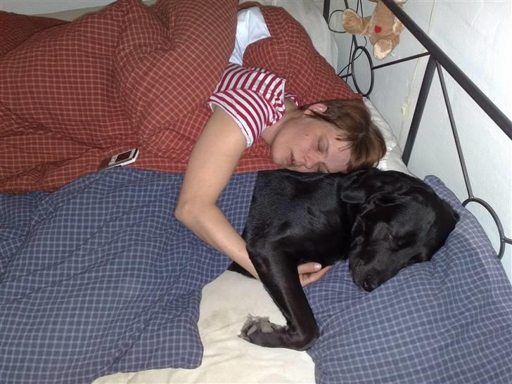 Labrador retriever Basse - Mors dyne og pude er nu dejlig billede 12