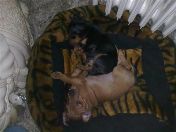 Dvaergpinscher Zafir - Så putter mine søskende sammen i kurven. jeg vil heller putte i armen. billede 9