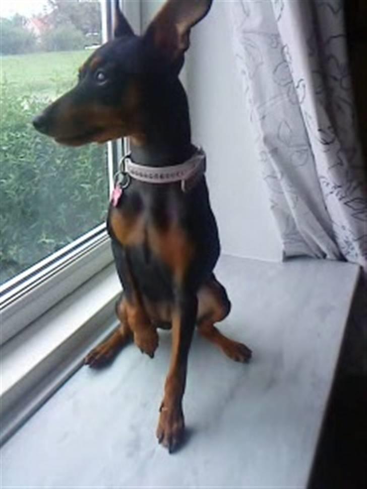 Dvaergpinscher Zafir - kommer min mor snart hjem billede 10
