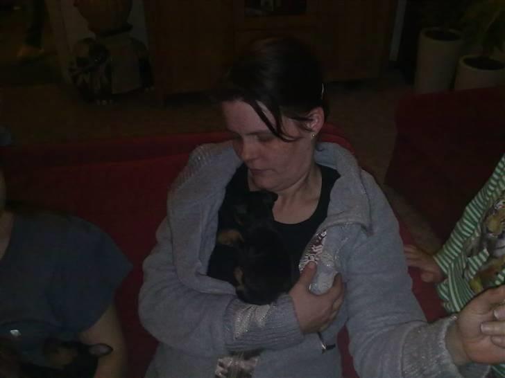 Dvaergpinscher Zafir - Putter ved Pia. billede 11