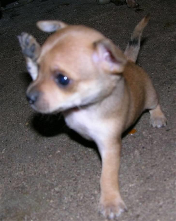 Blanding af racer Tikki billede 1