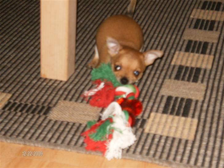 Blanding af racer Tikki billede 2