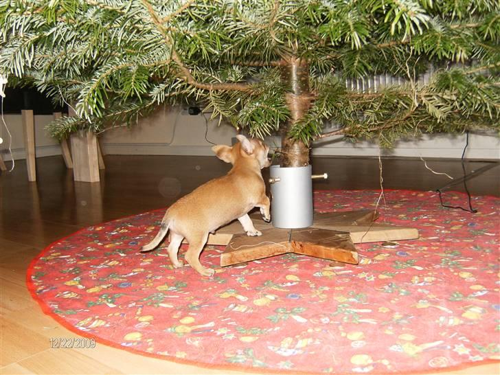 Blanding af racer Tikki billede 3