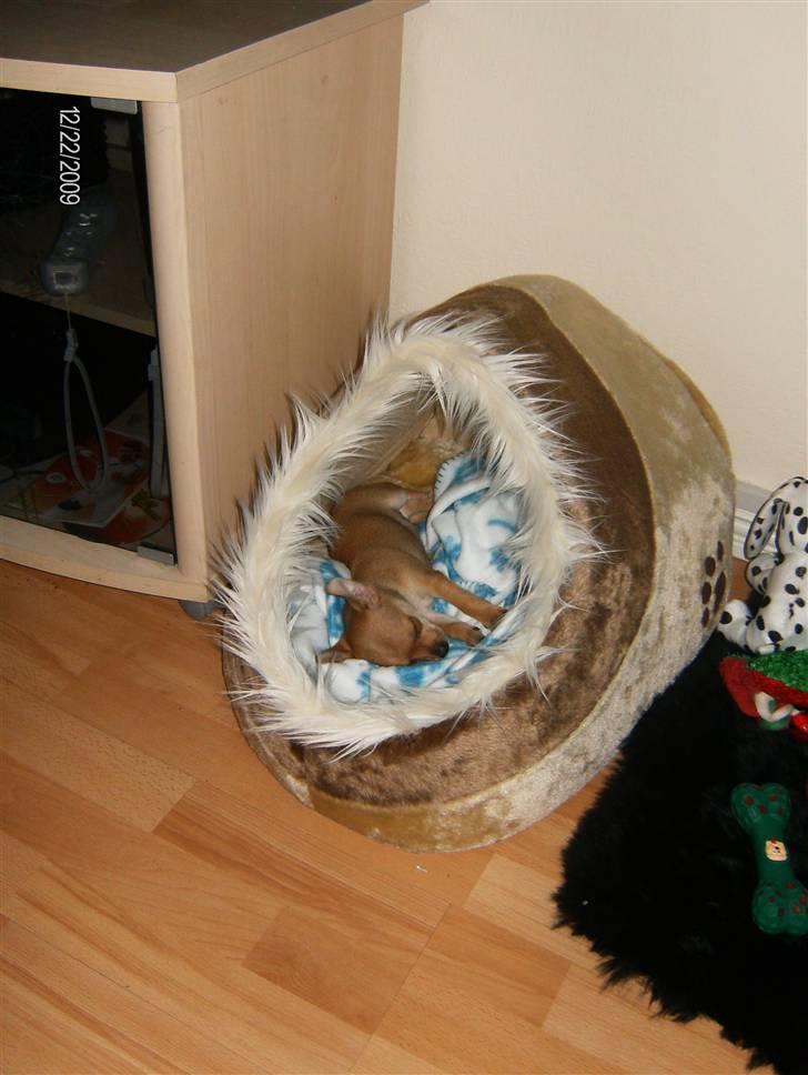 Blanding af racer Tikki billede 4