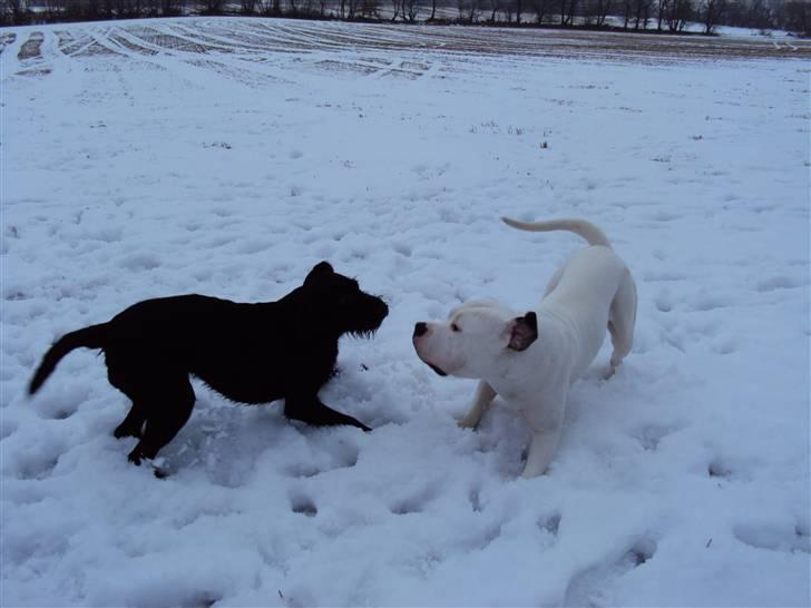 Blanding af racer Zoe - Zoe og Ozzy leger efter hundetræning ;) billede 18