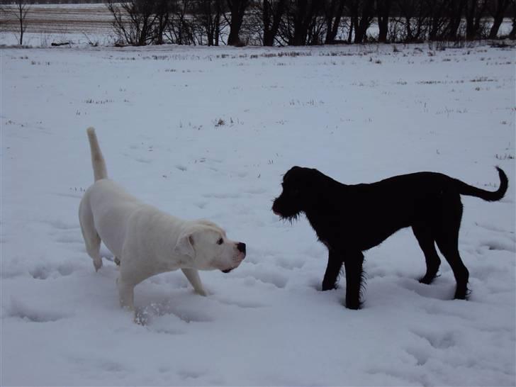 Blanding af racer Zoe - Zoe og Ozzy leger efter hundetræning ;) billede 19