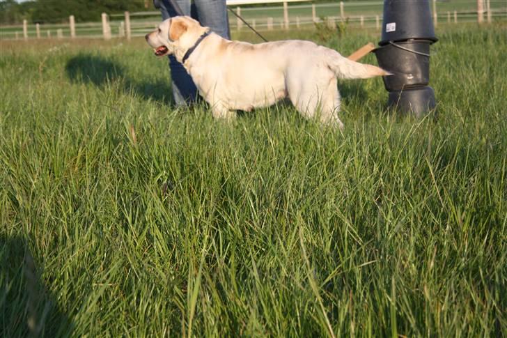 Labrador retriever Ruka  - velkommen. :D billede 1