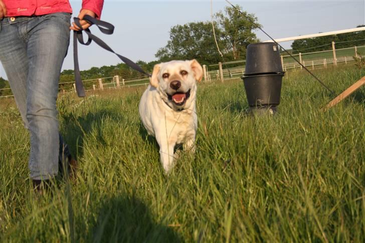 Labrador retriever Ruka  billede 2