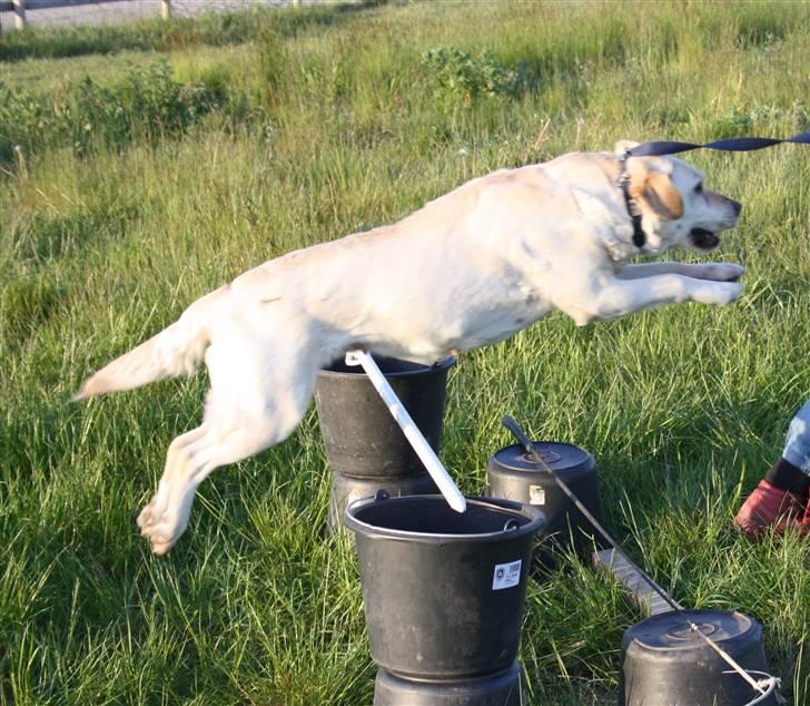 Labrador retriever Ruka  - ja, hun er en sad springer! :D billede 3