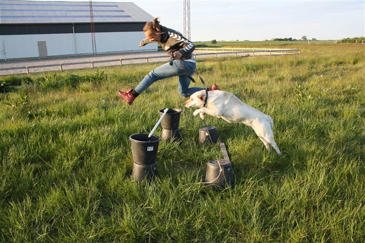 Labrador retriever Ruka  billede 4