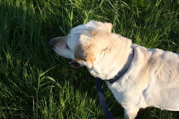 Labrador retriever Ruka  billede 5