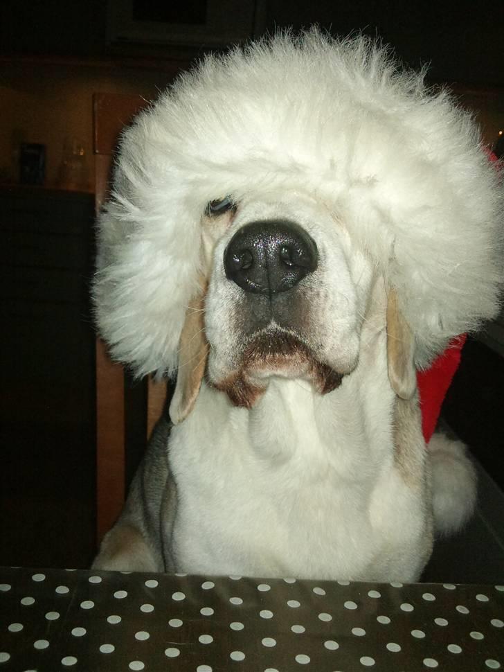 Beagle Sydney billede 15