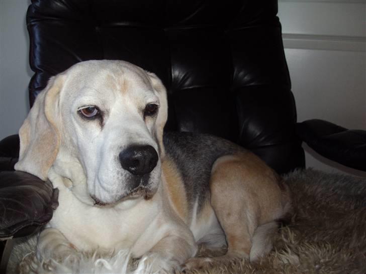 Beagle Sydney billede 16