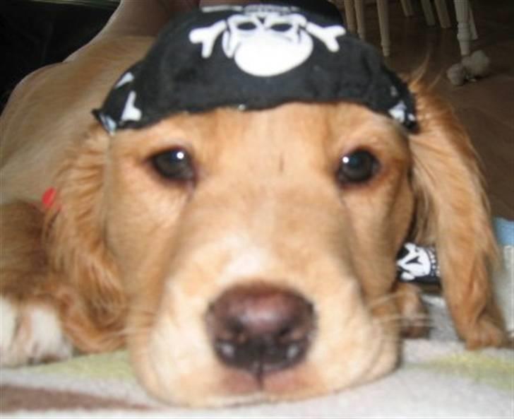 Blanding af racer lady - ER JEG IK SØD....20.3.10 billede 7