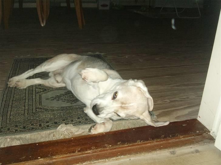 Beagle Sydney billede 17