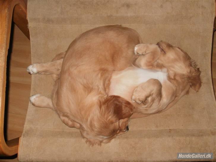 Blanding af racer lady - Men trær bliver man altså også, lady nederst og ciara ovenpå :O) billede 8