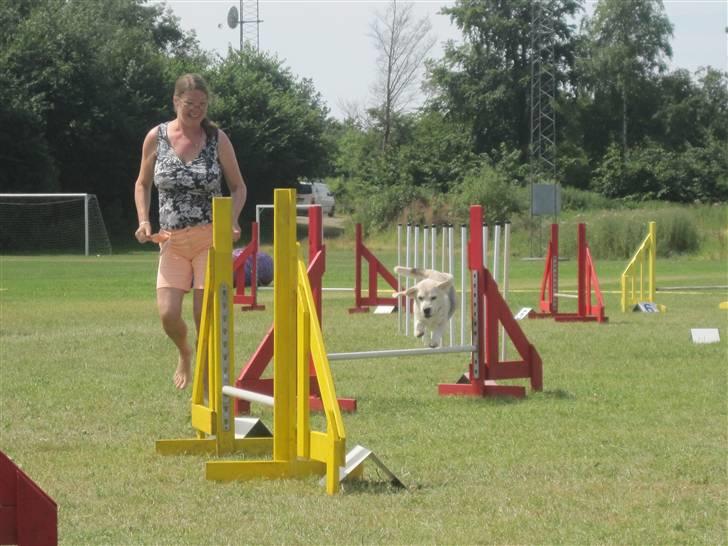 Beagle Sydney billede 18