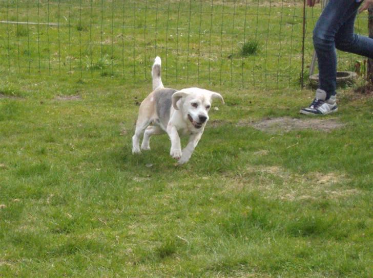 Beagle Sydney billede 19