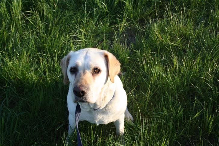 Labrador retriever Ruka  billede 6