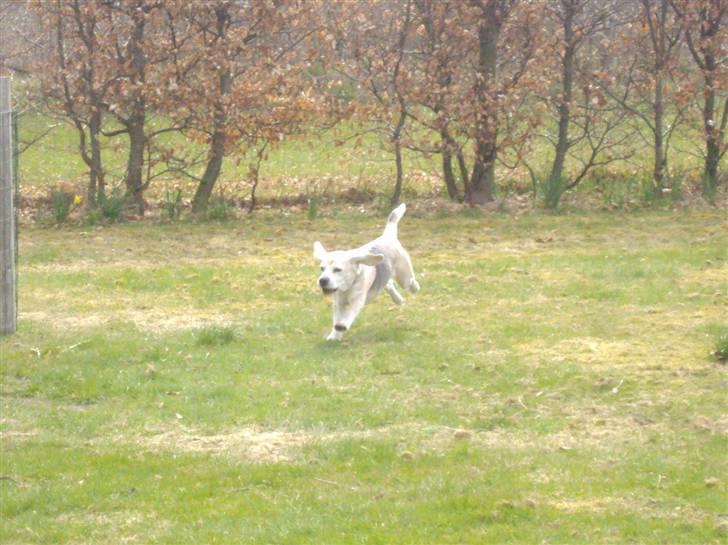 Beagle Sydney billede 20