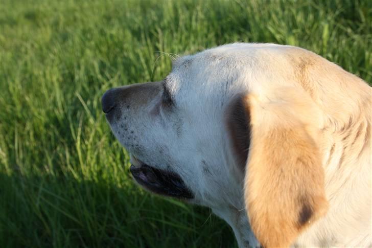 Labrador retriever Ruka  billede 7