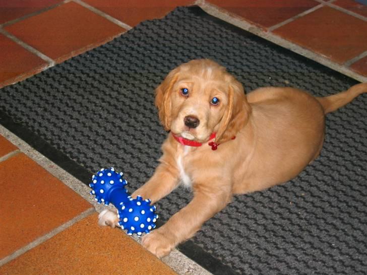 Blanding af racer lady - ER der ik nogle der gider at lege med mig....  billede 9