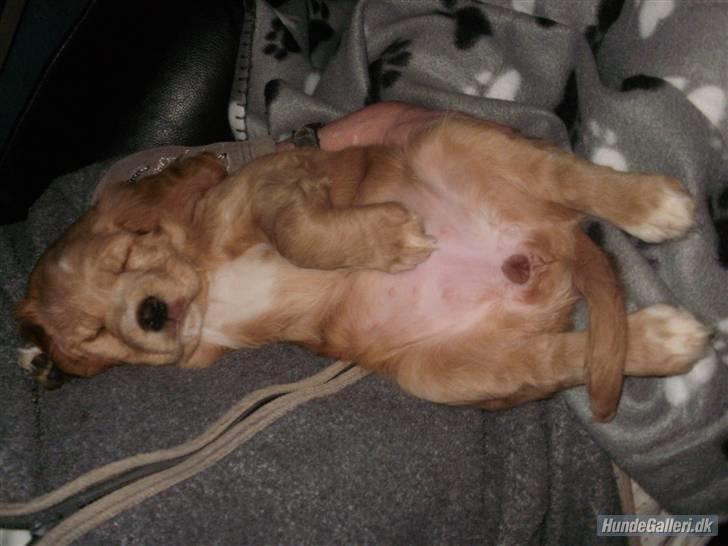 Blanding af racer lady - her ligger jeg godt... billede 10