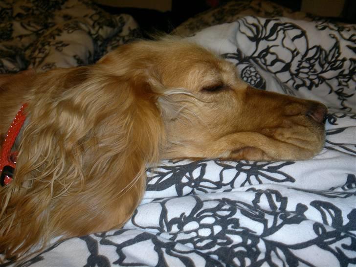 Blanding af racer lady - nat nat... 25-3-2011 billede 11