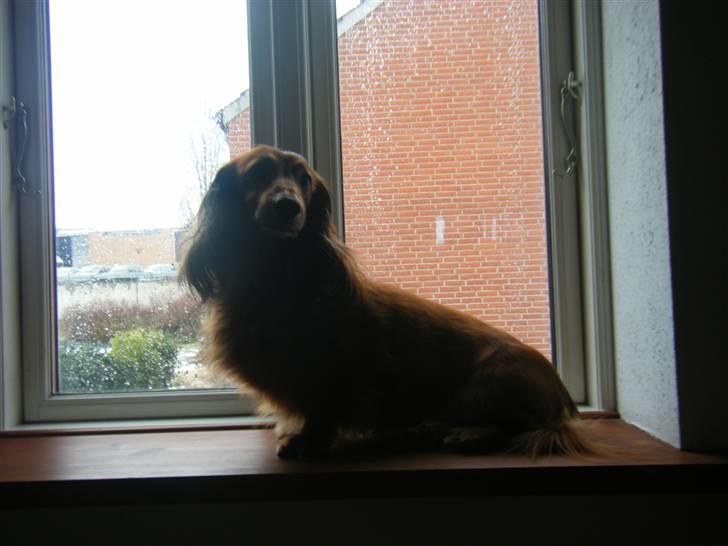 Gravhund pelle billede 2