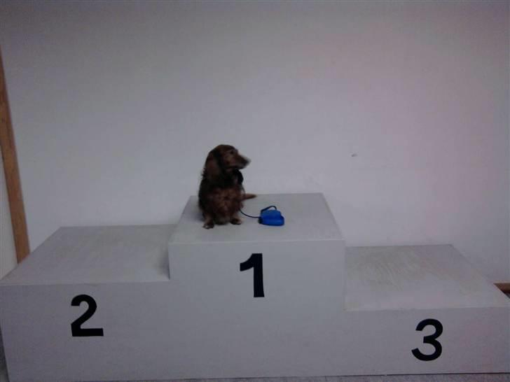 Gravhund pelle billede 3
