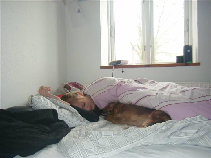 Gravhund pelle billede 4