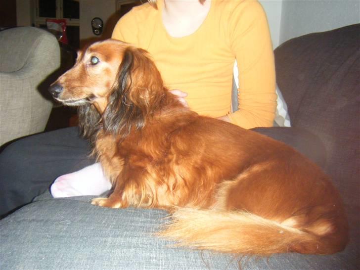Gravhund pelle billede 5