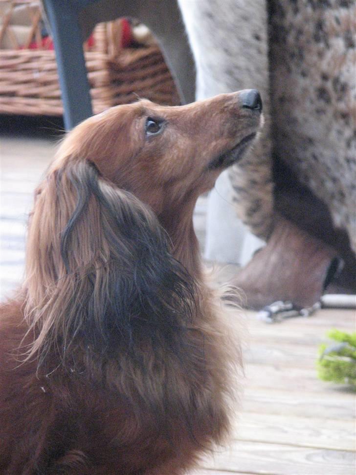 Gravhund pelle billede 6