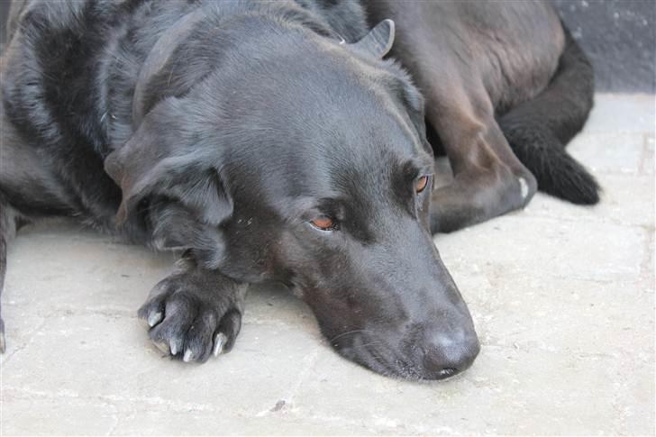 Blanding af racer Kenzo <3 - Min (s)kønne hund<3 Billede taget af mig :D billede 6