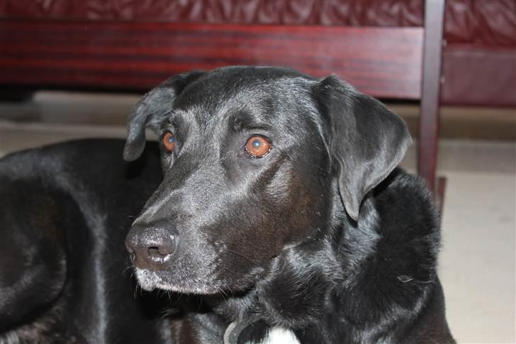 Blanding af racer Kenzo <3 - Smukke<3 :D Billede taget af mig :D billede 7