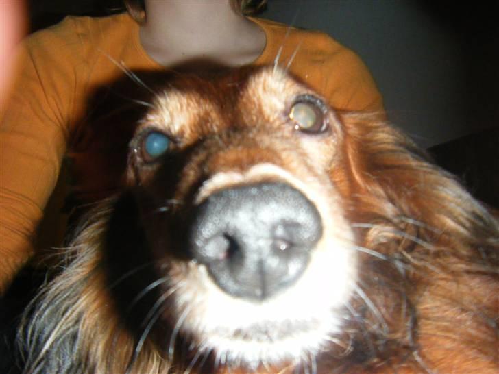 Gravhund pelle billede 8