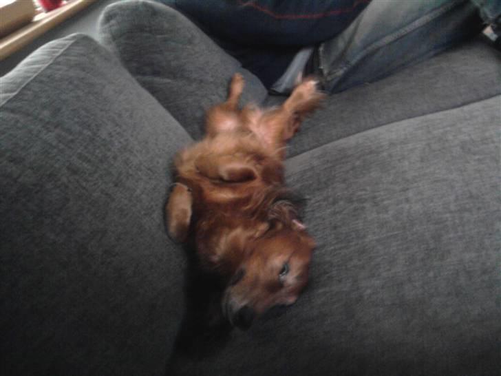 Gravhund pelle billede 9