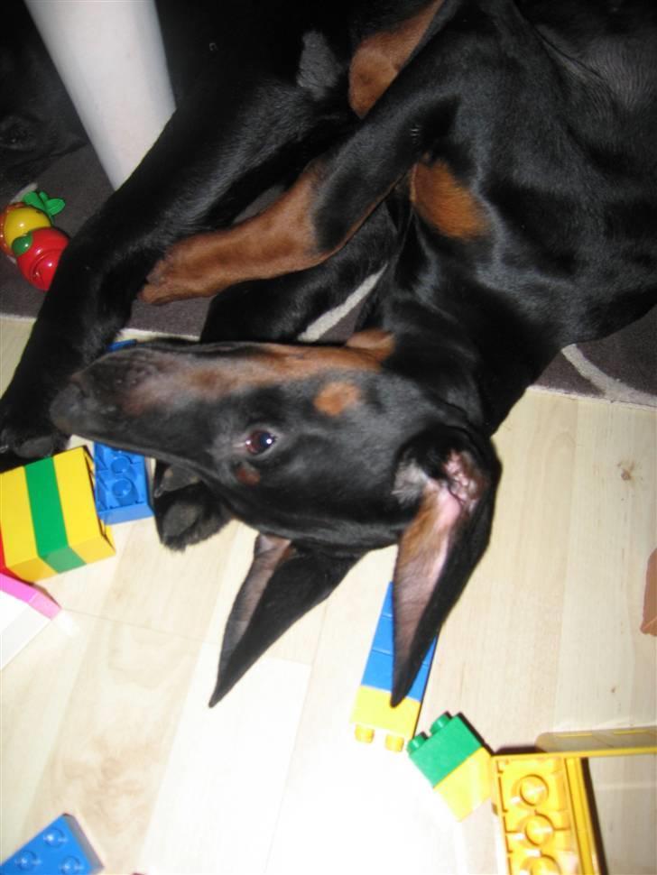 Dobermann Freya billede 6