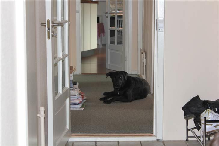 Blanding af racer Kenzo <3 - Kenzo manden <3 Billede taget af mig :D billede 9