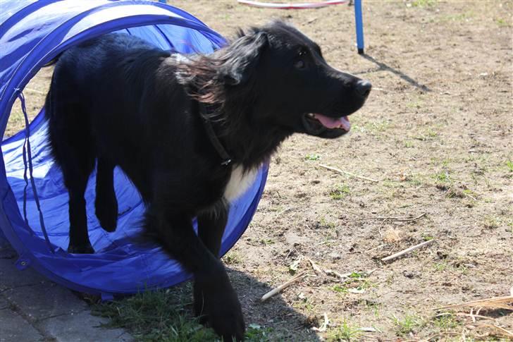 Blanding af racer Junior <3 - Smukke!<3 :D Billede taget af Frederikke (min søster) :D billede 5