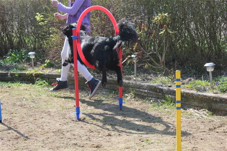 Blanding af racer Junior <3 - Min fantastiske agilityhund xD <3 :D Billede taget af Frederikke (min søster) :D billede 6