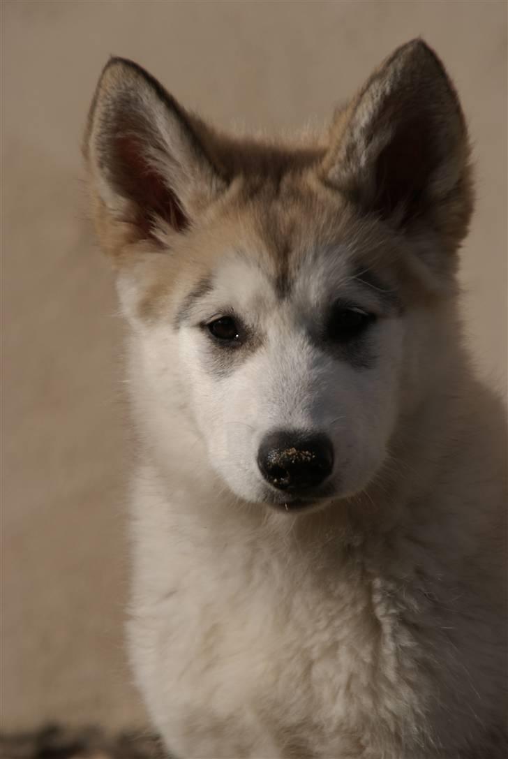 Alaskan malamute Zola billede 1