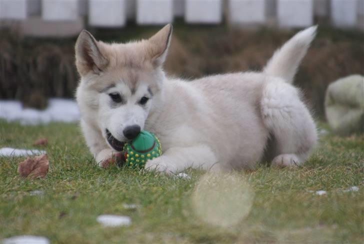 Alaskan malamute Zola billede 2