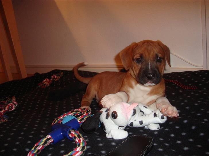 Blanding af racer Malu - Malu er 3 måneder billede 1