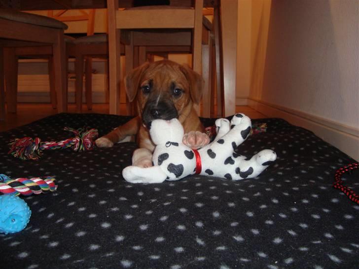 Blanding af racer Malu billede 3