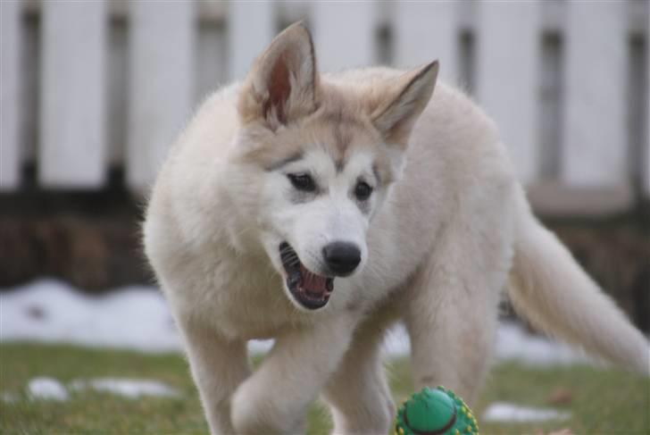 Alaskan malamute Zola billede 4