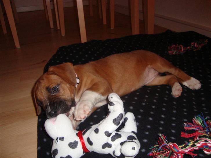 Blanding af racer Malu billede 4