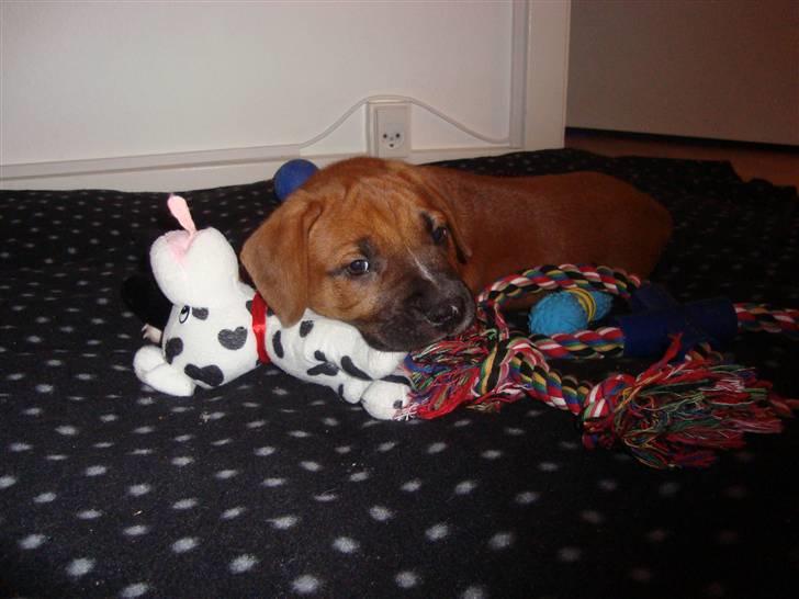 Blanding af racer Malu billede 5