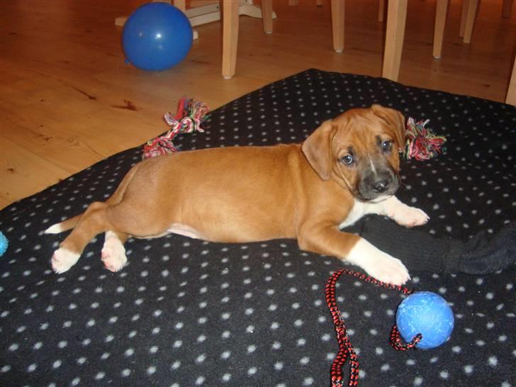 Blanding af racer Malu billede 6